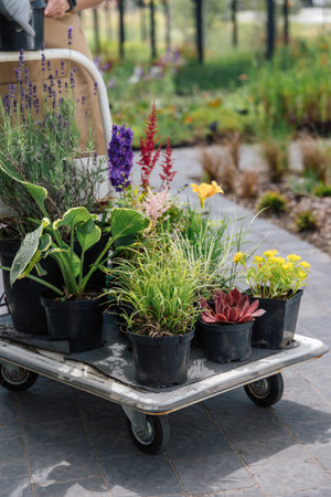 Shopping cargo cart with plants in garden centerの写真素材