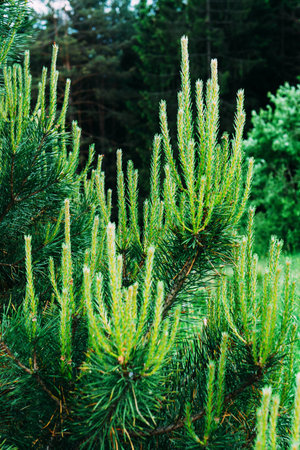 Coniferous trees growing in the Carpathian Ukraine
