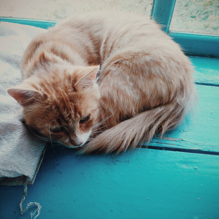 magical and beautiful yellow white Cat sleeping bag is not standing on the blue box VSCOの写真素材