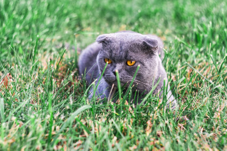 British rock elite cat with big yellow eyes sitting on a green lawnの写真素材