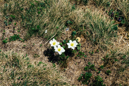 White mountain flowers grow on the tourist route in the mountains of Europe Ukraineの写真素材