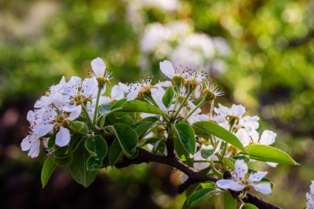 Blooming orchard spring season. White delicate flower of spring is heard flavor enjoyment. interesting wallpapers for your desktop.の写真素材