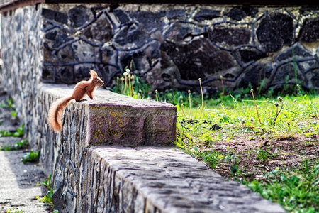 red squirrel sitting on a rock in the morning in the park and basking in the first rays of the sunの写真素材