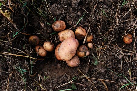 Harvesting large potatoes. Grown without chemistry. farming.の写真素材