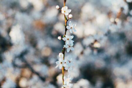 Spring flowers background. Small small flowers bloomed in spring. Soft focus. bokeh delicate flowersの写真素材