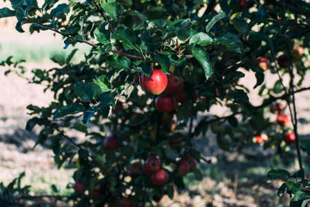 Red apples on a tree. On a tree under green leaves.の写真素材