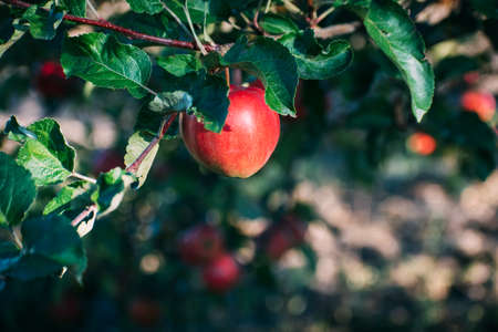 Red apples on a tree. On a tree under green leaves.の写真素材
