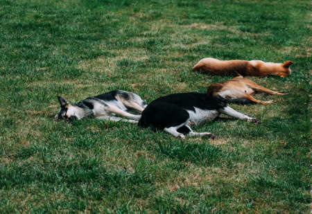 Stray dogs sleep on a green lawn. Four dogs, two black and two yellow.