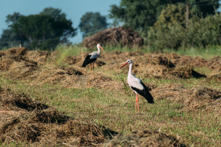 Two Storks walk across a field with mown hay.の写真素材