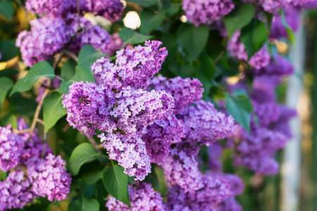 The lilac blossomed. Beautiful background with flowers.
