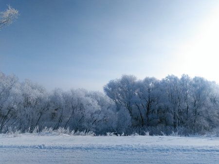 Winter beautiful landscape with trees covered with hoarfrost.の写真素材