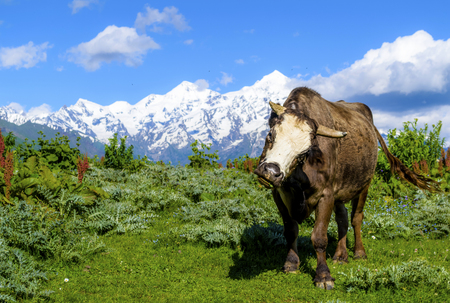 Wild high bull against a background of snow-capped mountains and green grass. Summer in Svaneti, Georgia.の写真素材