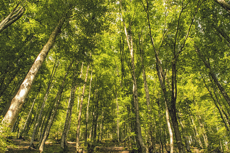 Colorful green forest goes up on a hill. Beautiful background