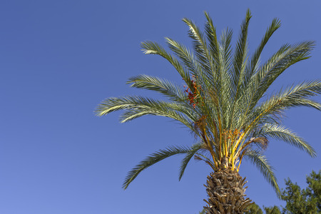 Green palm on a blue sky in the Beach park. Antalya, Turkey.の写真素材
