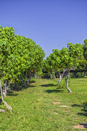 Path among green trees in the Beach park. Antalya, Turkey.の写真素材