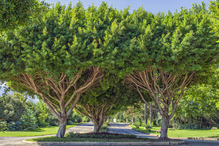 Symmetric green trees in the Beach park. Antalya, Turkey.の写真素材