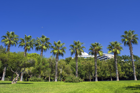 The wall of green palms on a blue sky in the Beach park. Antalya, Turkey.の写真素材