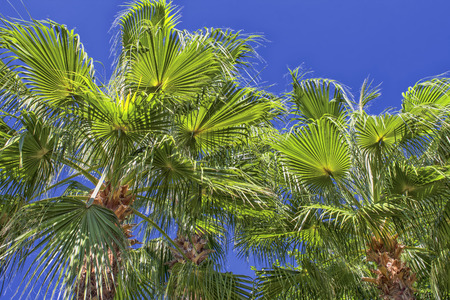Green palms on a blue sky in the Beach park. Antalya, Turkey.の写真素材