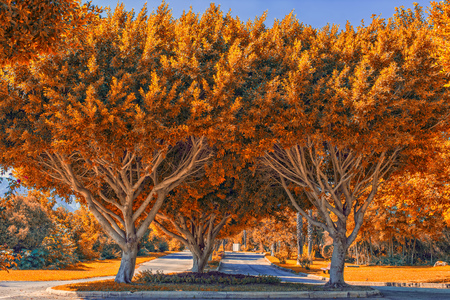 Symmetric trees with golden leaves. Fall landscape.の写真素材
