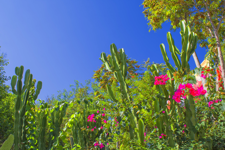 Cactuses and flowers in a park - Antalya, Turkey.の写真素材