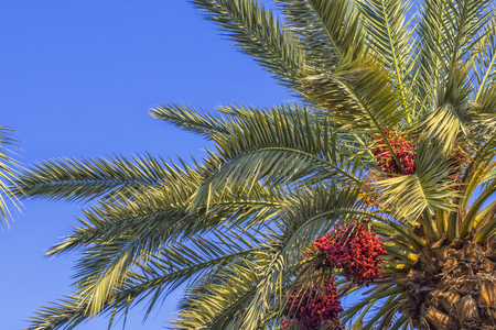 Green palm with a date fruits on a blue sky. Antalya, Turkey.の写真素材