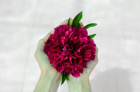 The girl holds a peony flower in her hands. Red flower in the hands of a girlの写真素材