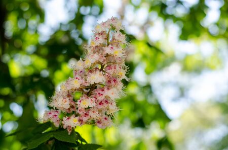 Flowering chestnut. The sun shines on the flowers and leaves of the chestnutの写真素材