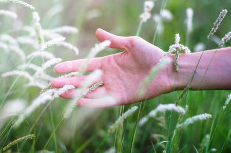 Hand in the grass. Close-up female hand touches the spikelets in the rays of sunlight.の写真素材