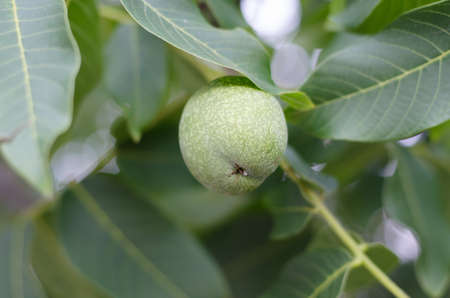Walnut grows on a tree close-up. Walnut in the foliage of a tree.