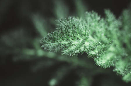 Macro photo of a beautiful green leaf with water droplets.
