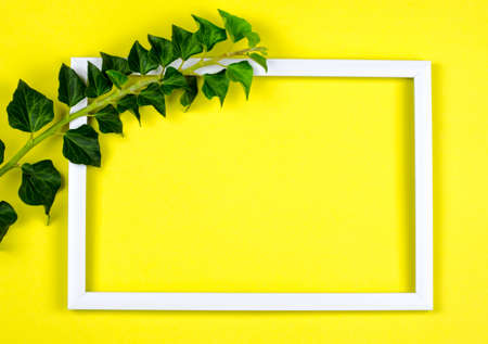 White rectangular frame on a yellow background decorated with ivy branches.の写真素材