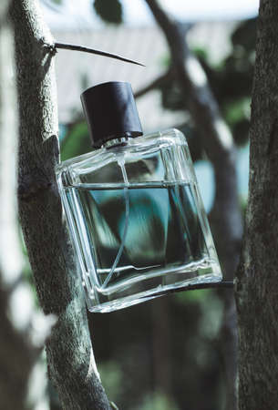 Male perfume bottle with tree branches. Perfume on a natural background.の写真素材