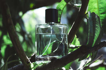 Male perfume bottle with tree branches. Perfume on a natural background.の写真素材