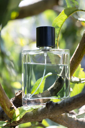 Male perfume bottle with tree branches. Perfume on a natural background.の写真素材