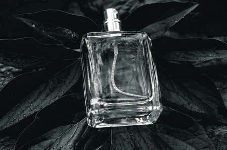 Bottle of men's perfume with water drops on a background of wet leavesの写真素材
