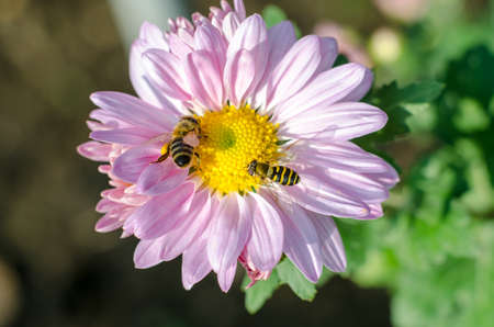 A bee collects nectar from a chrysanthemum flower, macro photo