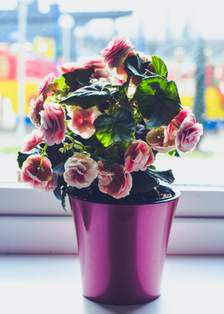 Blooming indoor flower on the windowsill. Beautiful flower in a potの写真素材