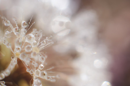 Blurred background macro photo of a dandelion with water dropsの写真素材