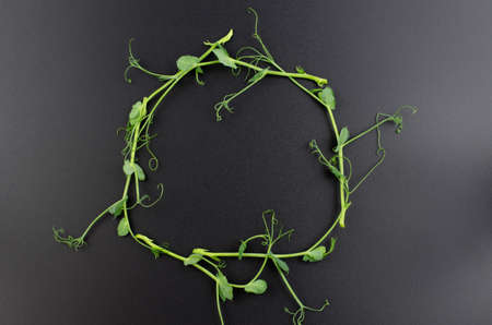Pea sprouts are lined with a ring on a black background with space for text. Healthy food conceptの写真素材