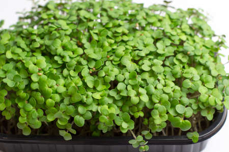 Mustard microgreen sprouts close up. Raw sprouts, microgreens, healthy food concept