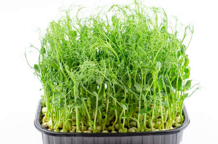 Microgreen pea seedlings close-up, side view. Young sprouts of peas, healthy food concept