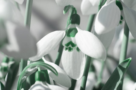 Beautiful flowers of snowdrops in sunbeams. First spring flowersの写真素材
