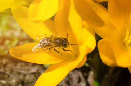 Macro photo of a bee collects nectar on crocus flowersの写真素材