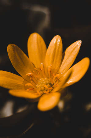 Beautiful orange spring flower Ficaria verna. Floral greeting cardの写真素材