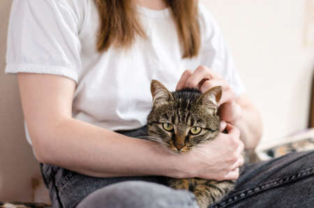 A beautiful well-groomed tabby cat lies on the legs of the hostess. Home comfort concept. Favorite petsの写真素材