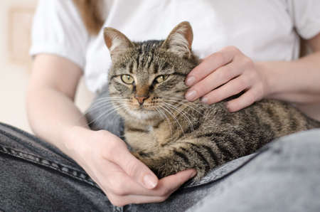 A beautiful tabby cat lies in the woman's arms. Home comfort and animal care concept