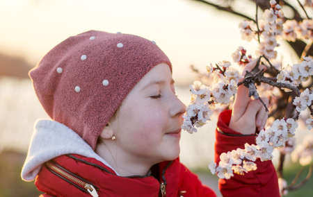 A 10-year-old girl sniffs the flowers of an apricot tree. Teenage girl enjoying the scent of spring...