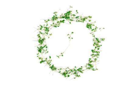 Conceptual photo of microgreens of watercress on a white background in the form of a clock. Microgreen circle with place for text. Vegan and healthy food conceptの写真素材
