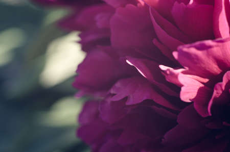 Peony flower petals close-up. Beautiful natural background macro photoの写真素材