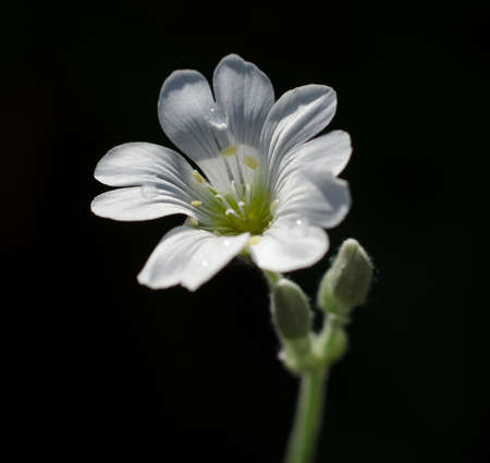 Beautiful small white flower isolated on black backgroundの写真素材